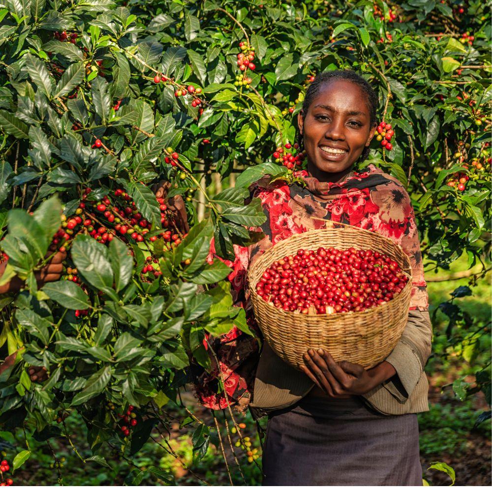 Ethiopia Guji Coffee - I BREW IT